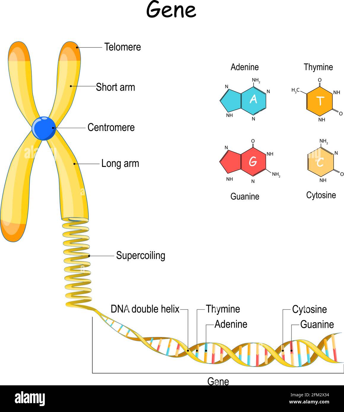séquence génomique. Du chromosome au surbobinage, à l'ADN et au gène. Télomère. Illustration vectorielle. Formule structurale de l'adénine, de la cytosine et de la thymine Illustration de Vecteur