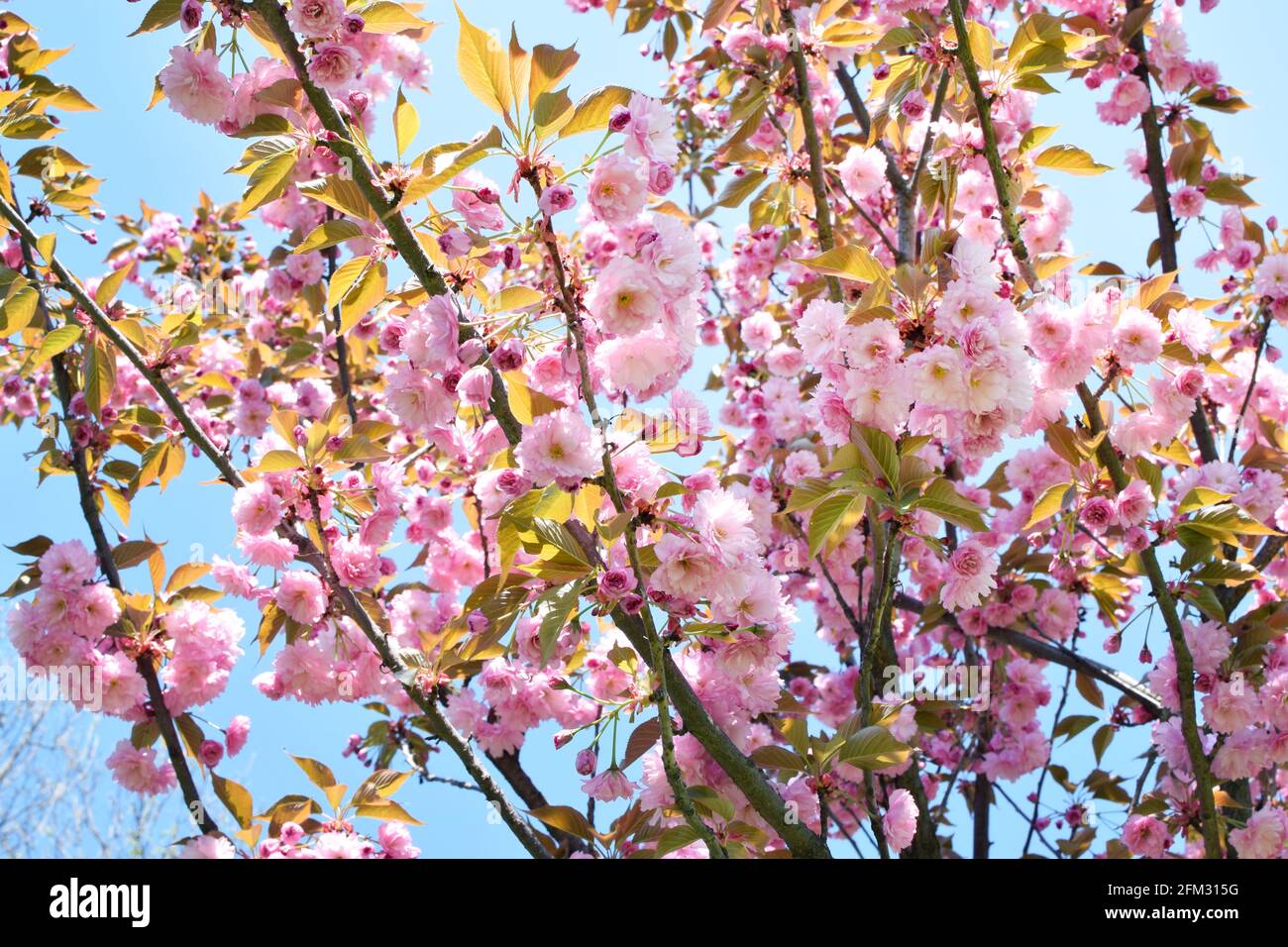 Arbre sakura en fleurs printanières avec de belles fleurs roses. Cerise japonaise 'Kanzan', Prunus serrulata Kanzan Banque D'Images