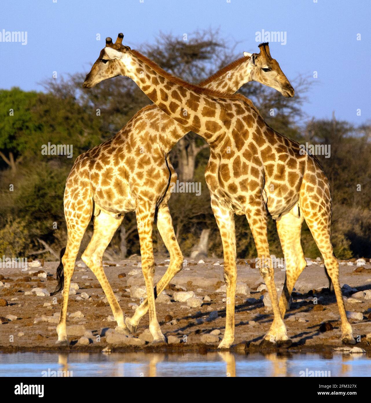 Deux girafes se tenant au bord d'un trou d'eau, en Afrique du Sud Banque D'Images