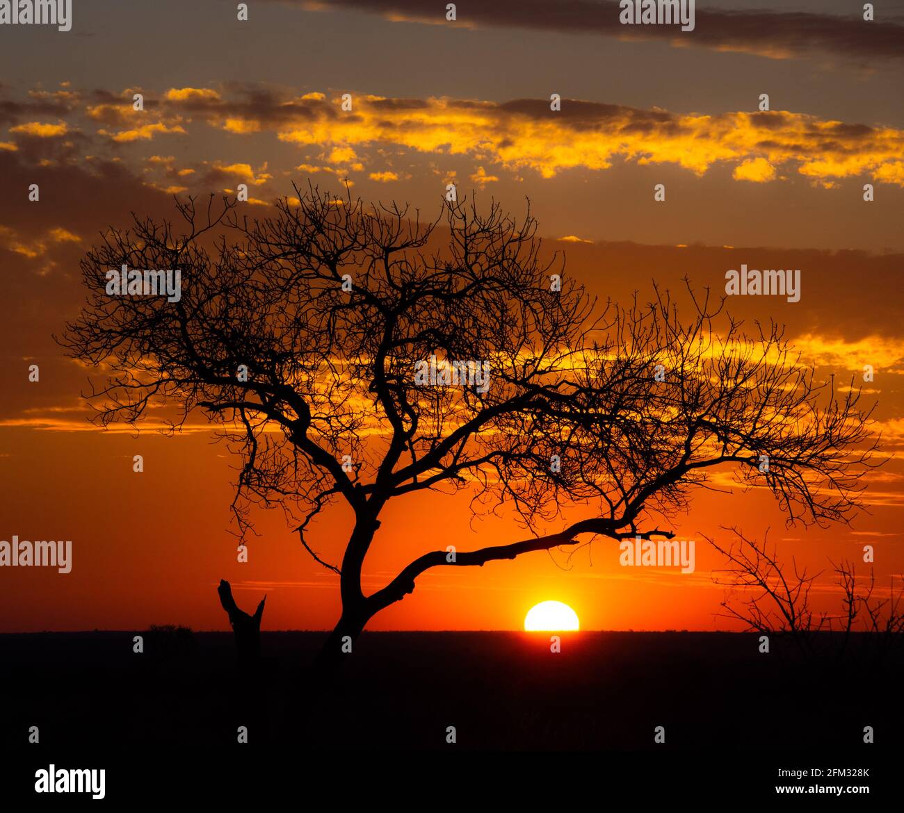 Silhouette d'un arbre au coucher du soleil dans la brousse, Afrique du Sud Banque D'Images