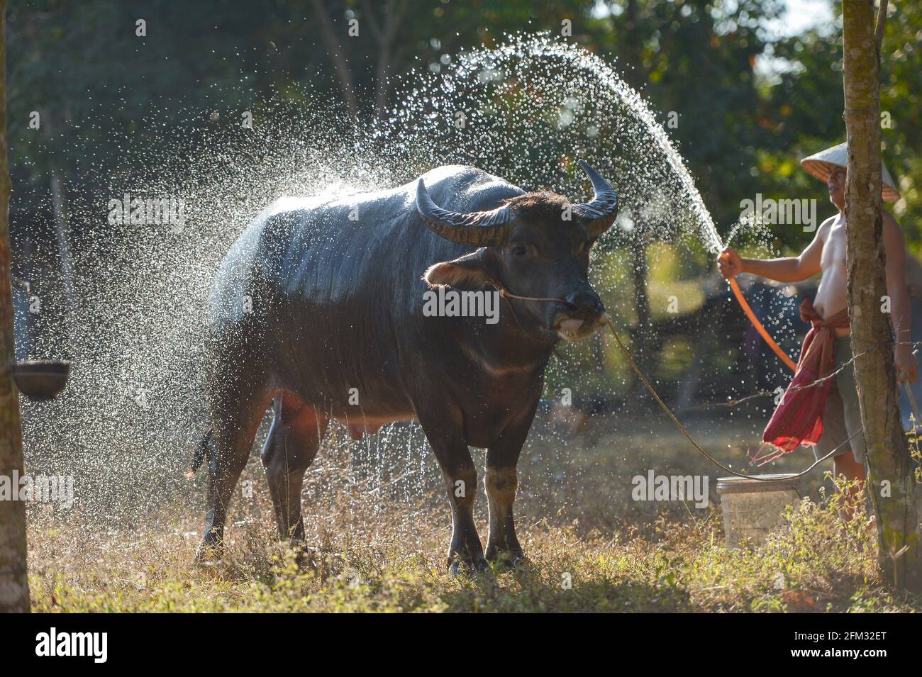 Agriculteur debout dans un champ lavant une eau Buffalo, Thaïlande Banque D'Images