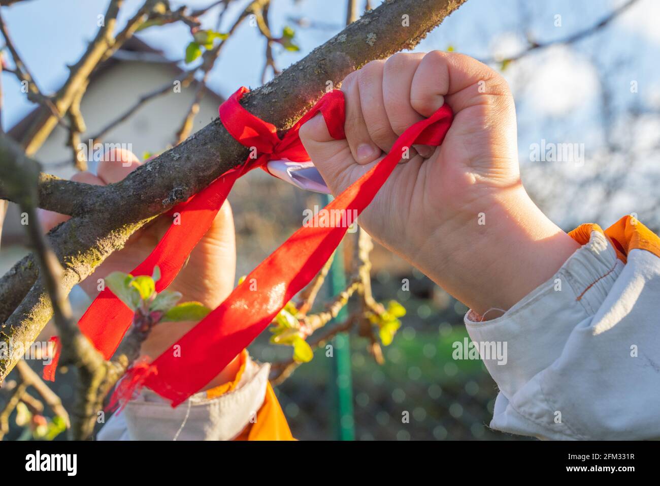 gros plan d'une personne qui noue une bande rouge à un arbre comme un hıdrellez souhait Banque D'Images