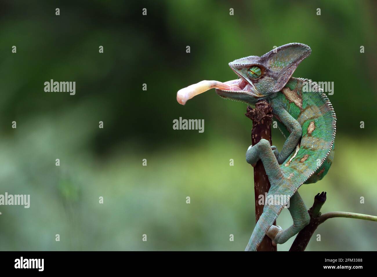 Chameleon voilé en collant sa langue prête à attraper des proies, Indonésie Banque D'Images