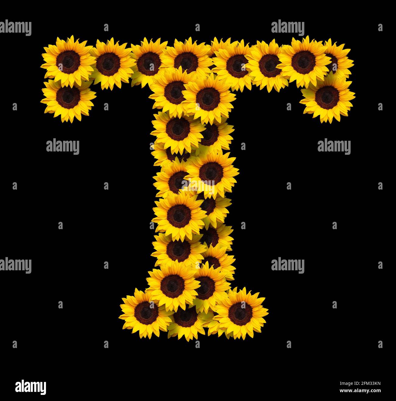 Lettre majuscule T faite de fleurs jaunes de tournesol isolées sur fond noir. Élément de conception pour les conceptions de concepts d'amour. Idéal pour les mères et les jours de mères Banque D'Images