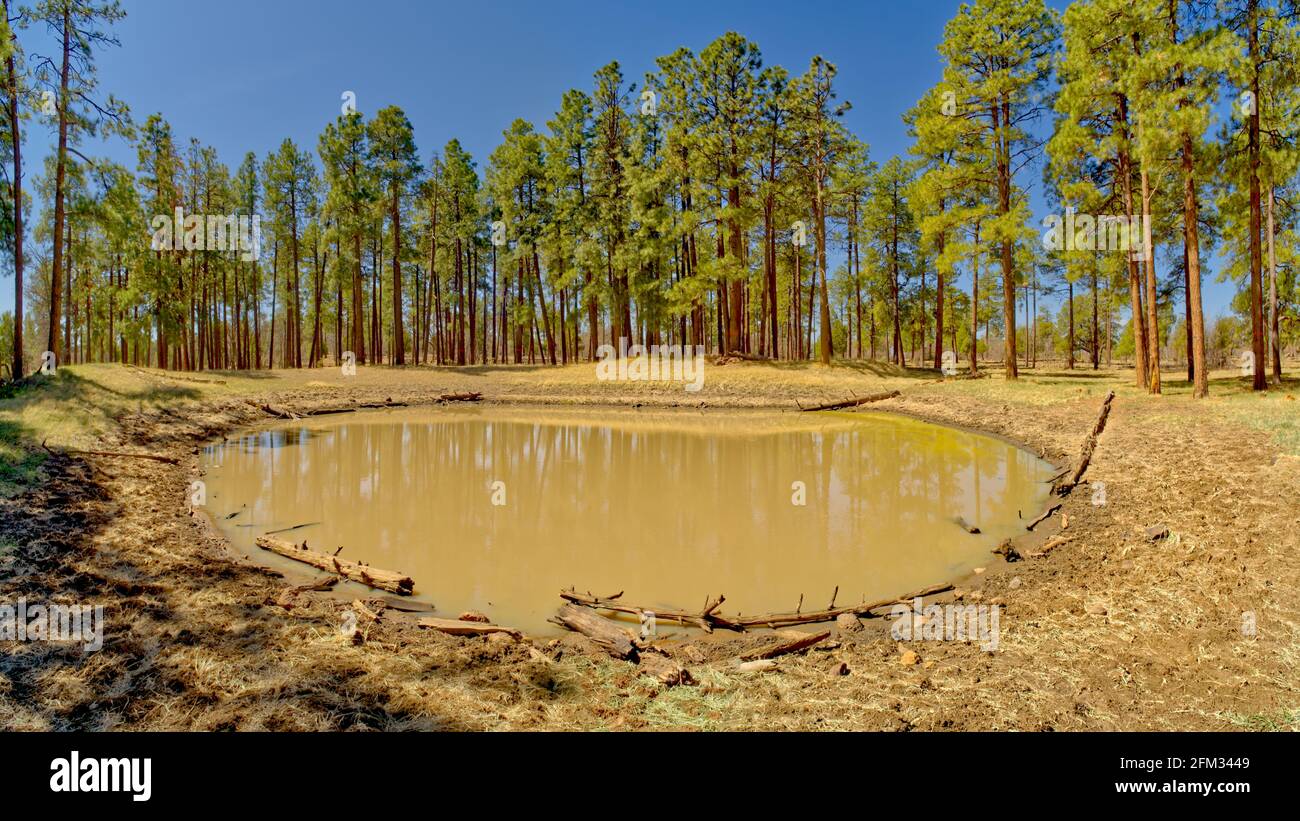 Réservoir de Dry Lake, Mingus Mountain près de Jerome, Arizona, États-Unis Banque D'Images
