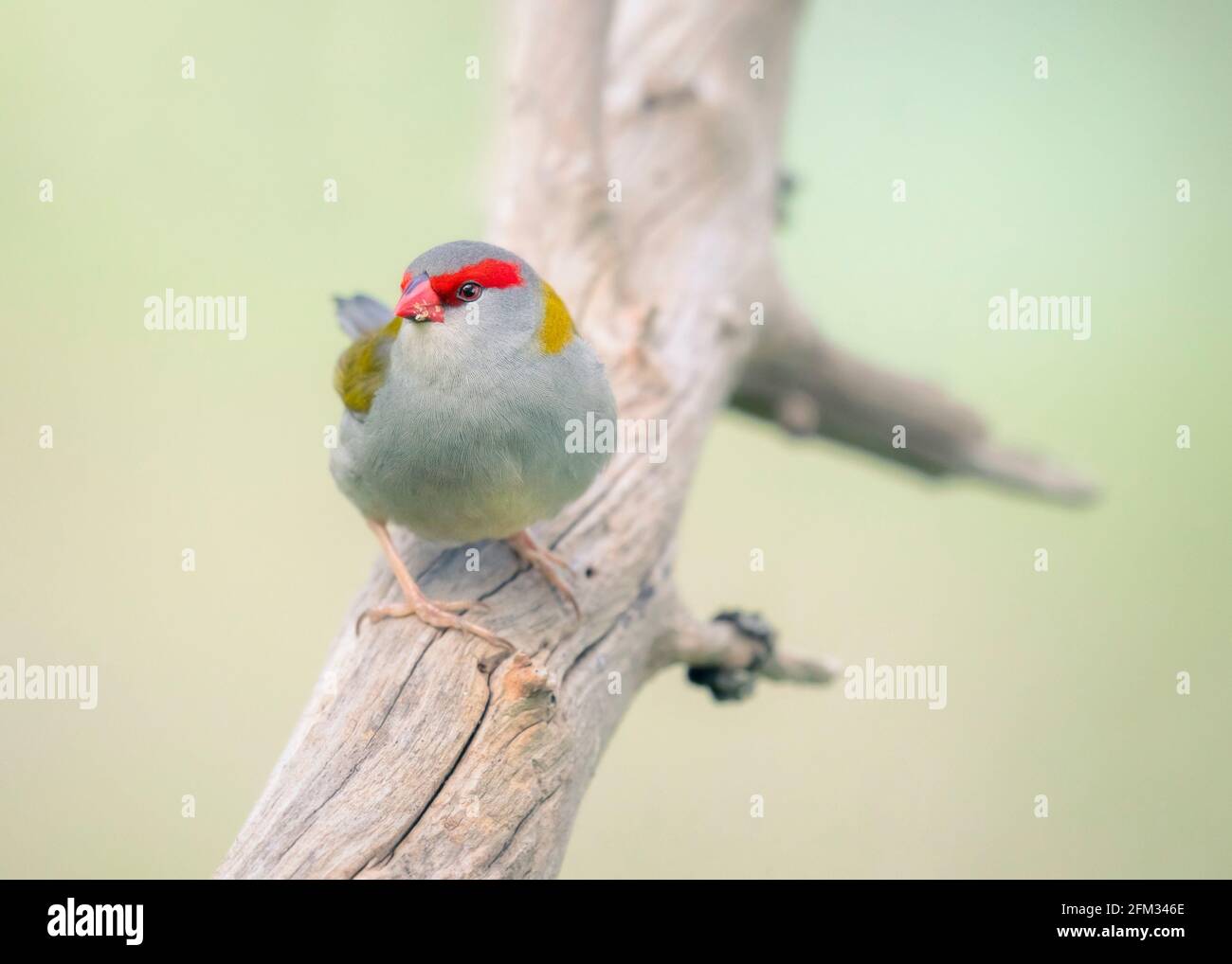 finch brun rouge (Neochmia temporalis) perché sur la branche, Australie Banque D'Images