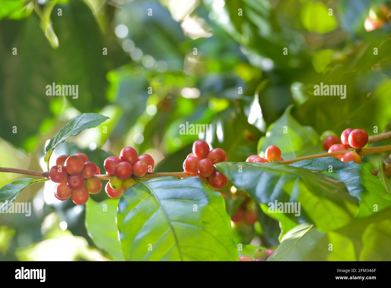 Gros plan de baies de café Arabica fraîches qui poussent sur un arbre, en Thaïlande Banque D'Images
