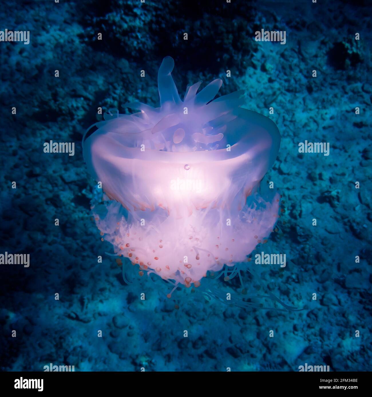 Méduses de la couronne en blanc éclatant flottant dans l'eau bleue de l'océan clair à Hawaï. Banque D'Images