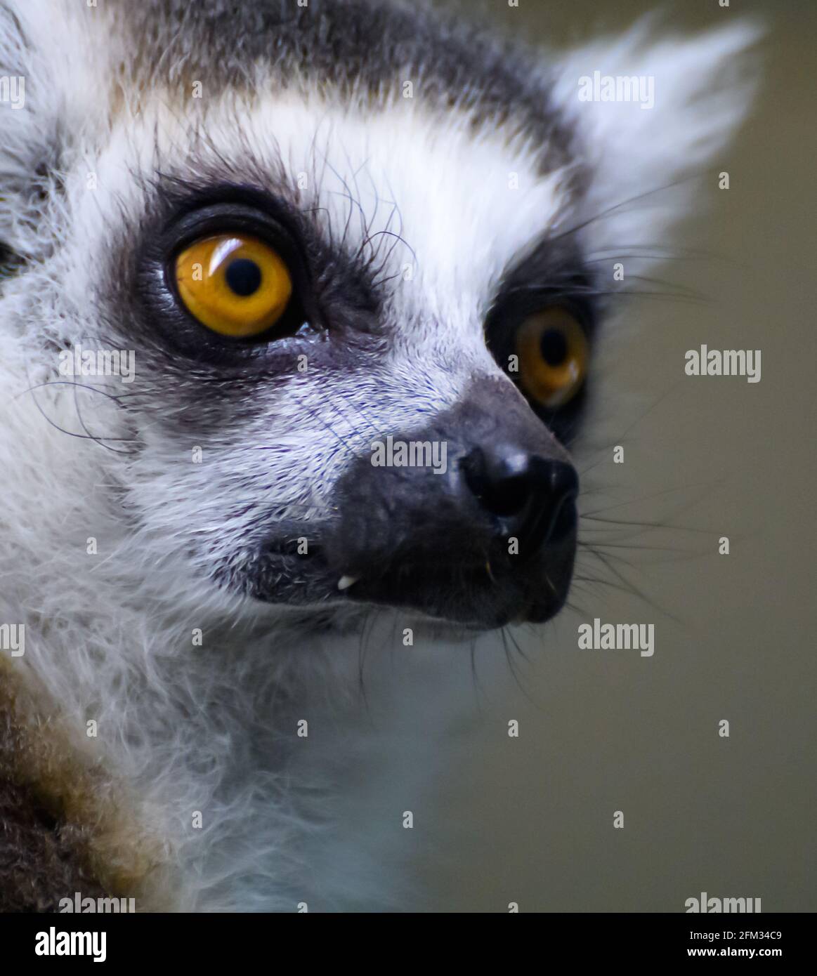 Un portrait d'un Lemur à queue d'anneau Banque D'Images