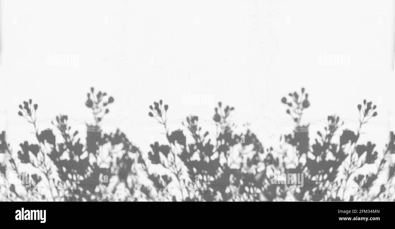 ombres de fleurs sur le mur blanc Banque D'Images