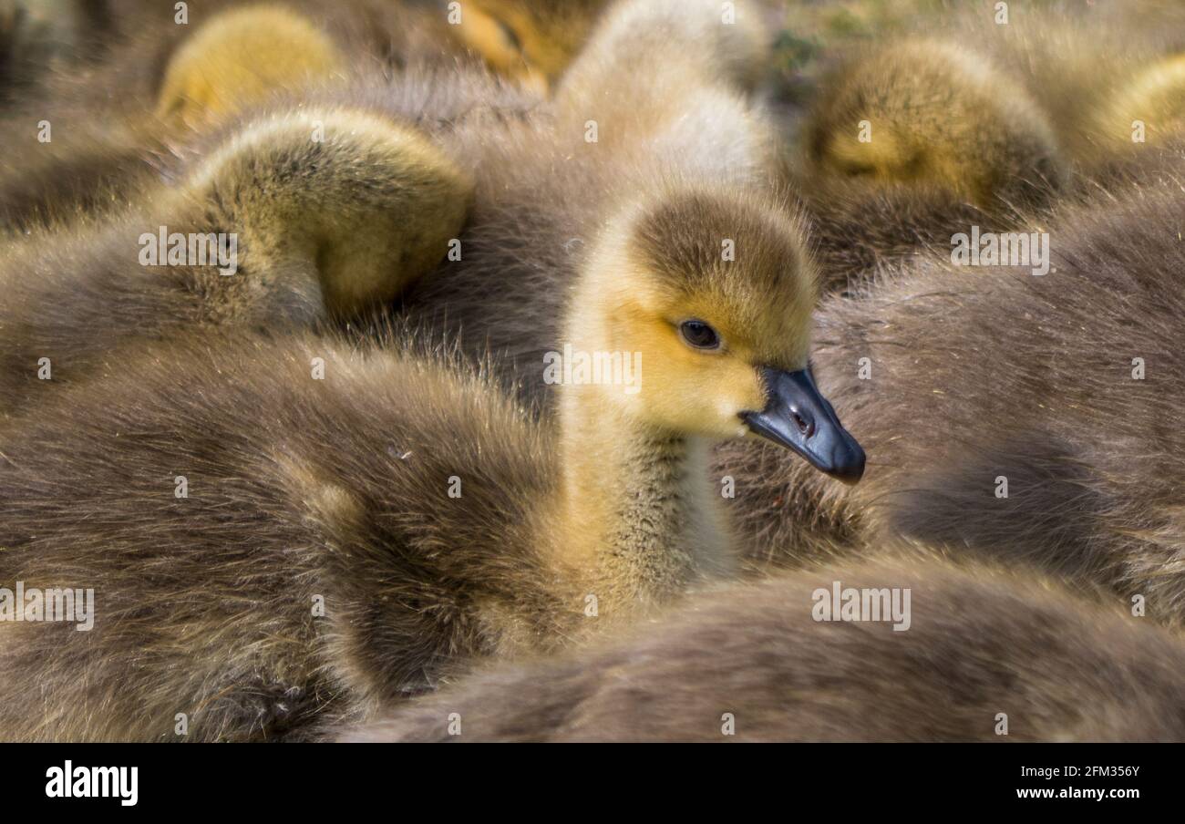 Gosslings, Bernache du Canada, Caversham, Christchurch Meadows, Reading, Berkshire, Angleterre, Royaume-Uni, GB. Banque D'Images Gosslings, Bernache du Canada, Caversham, Christchurch Meadows, Reading, Berkshire, Angleterre, Royaume-Uni, GB. Banque D'Images