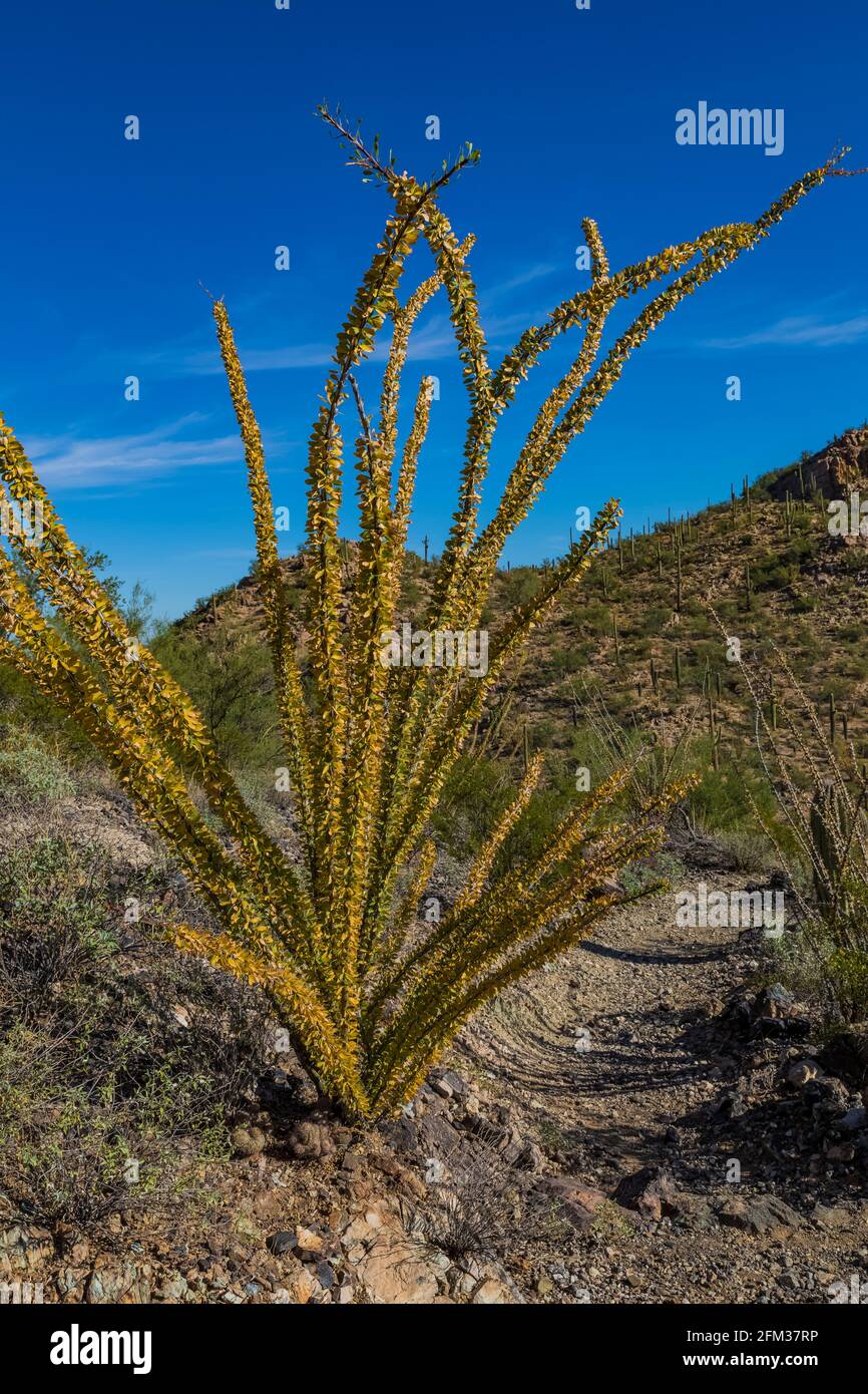 Ocotillo, Fouquieria splendens, dans le parc national de Saguaro, Tucson Mountain District, Arizona, États-Unis Banque D'Images