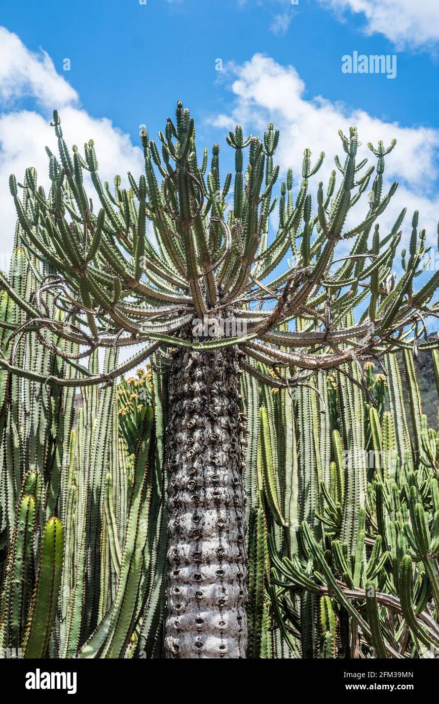 Gran Canaria, eine spanische Kanarische Insel vor der Nordwestküste von Afrika. Kaktus-Garten im Norden der Insel. Banque D'Images