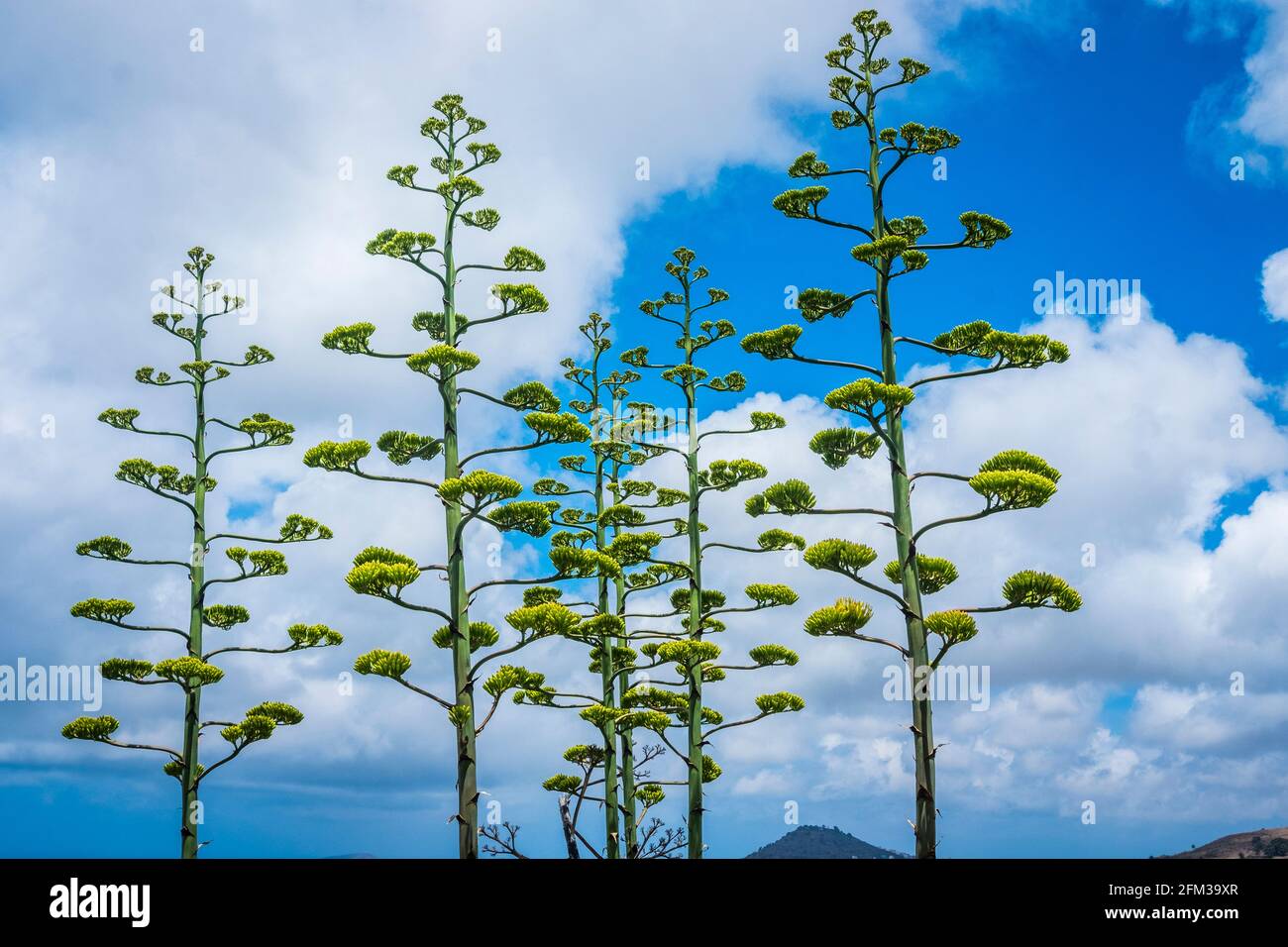 Gran Canaria, eine spanische Kanarische Insel vor der Nordwestküste von Afrika. Tiges d'agave en fleur avec ciel bleu et nuages. Jahrhundertpflanze Banque D'Images