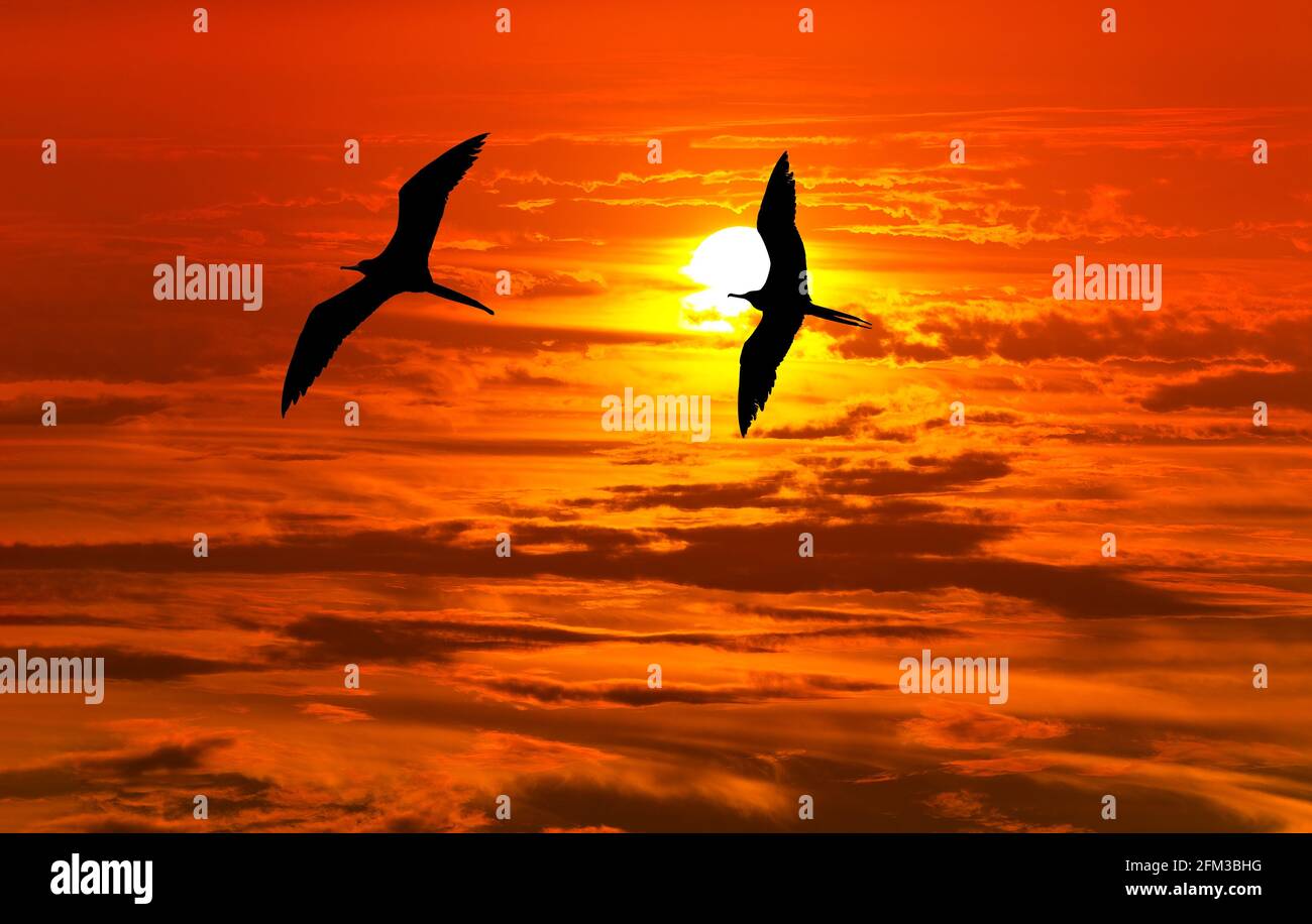 Deux oiseaux les oiseaux volantes sont silhouettés contre UN orange vif Coucher de soleil Banque D'Images