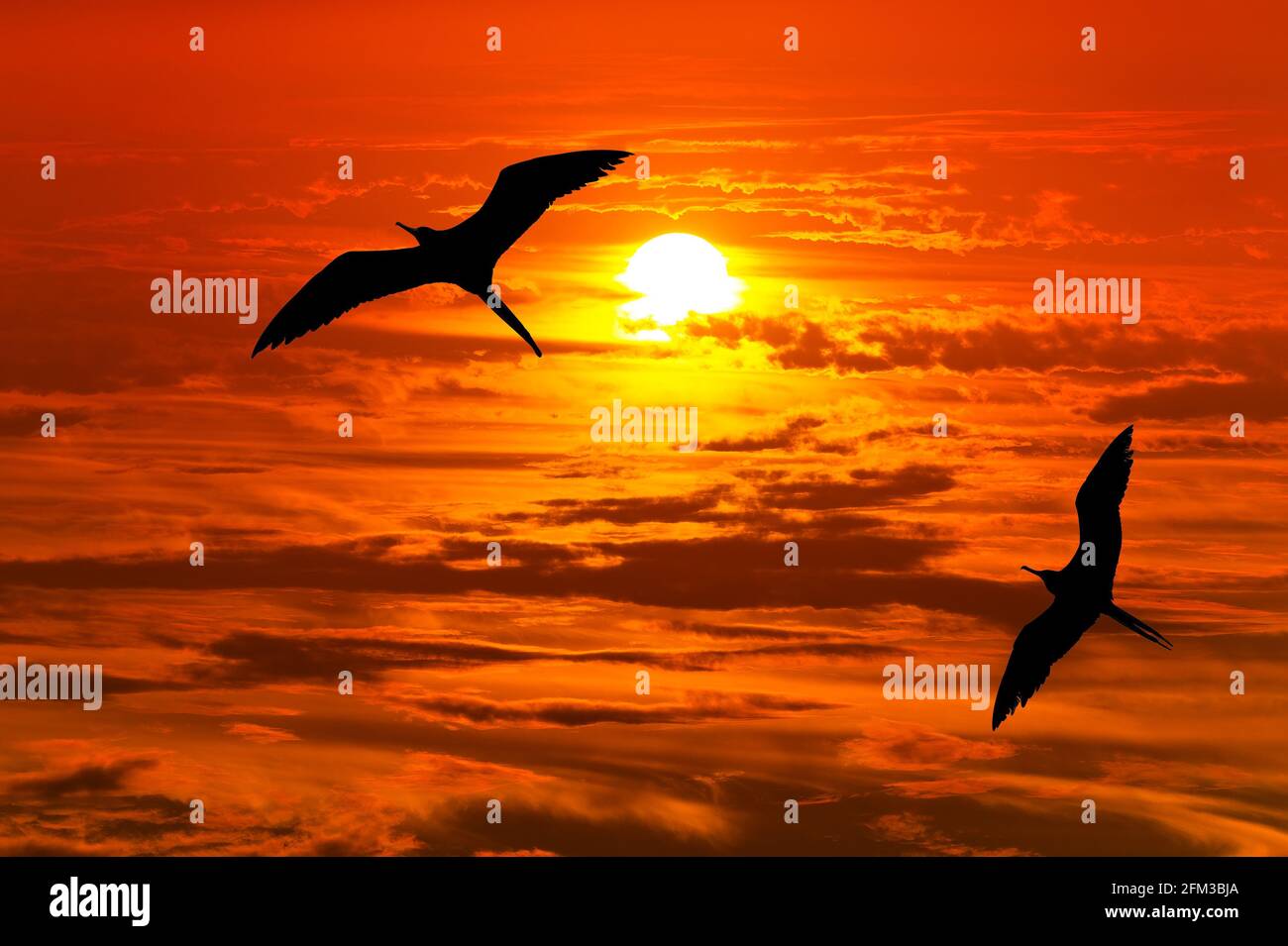 Deux oiseaux les oiseaux volantes sont silhouettés contre UN orange vif Coucher de soleil Banque D'Images