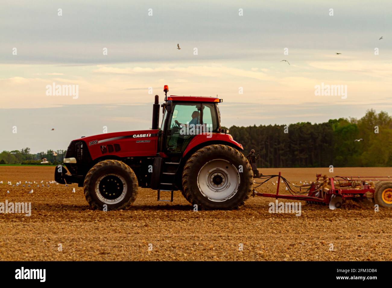 Chestertown, MD, États-Unis 05-02-2021: Le tracteur Red six Wheel case IH Magnum 305 avec cabine laboure un champ agricole vierge au printemps. La charrue a Banque D'Images