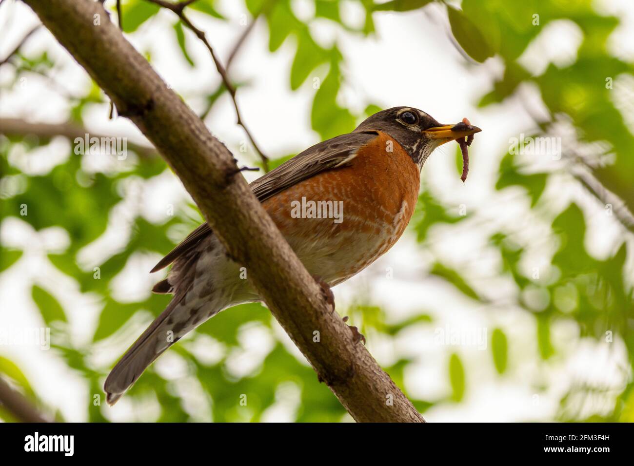 Image de gros plan à faible angle d'une sous-espèce de Robin de l'est de Robin des Bois (Turdus migratorius) perching sur une branche d'arbre tenant un ver de terre dedans son b Banque D'Images
