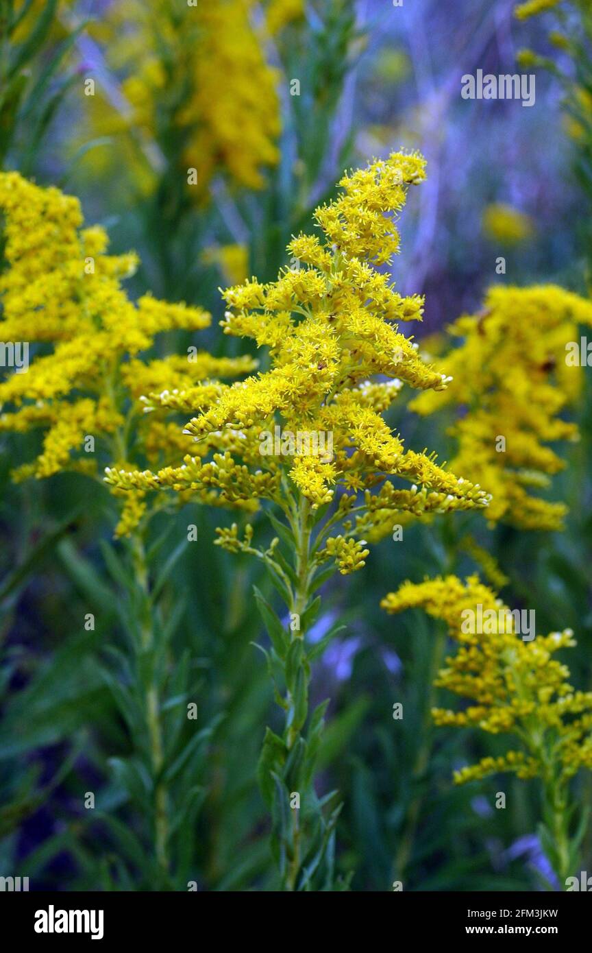 Goldenrod, une plante indigène jaune vif Banque D'Images