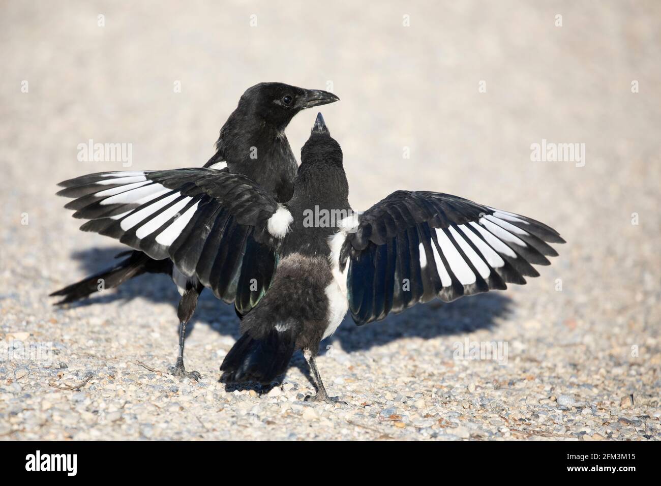 Bebe Pie Banque D Image Et Photos Alamy Bebe Pie Banque D Image Et Photos Alamy