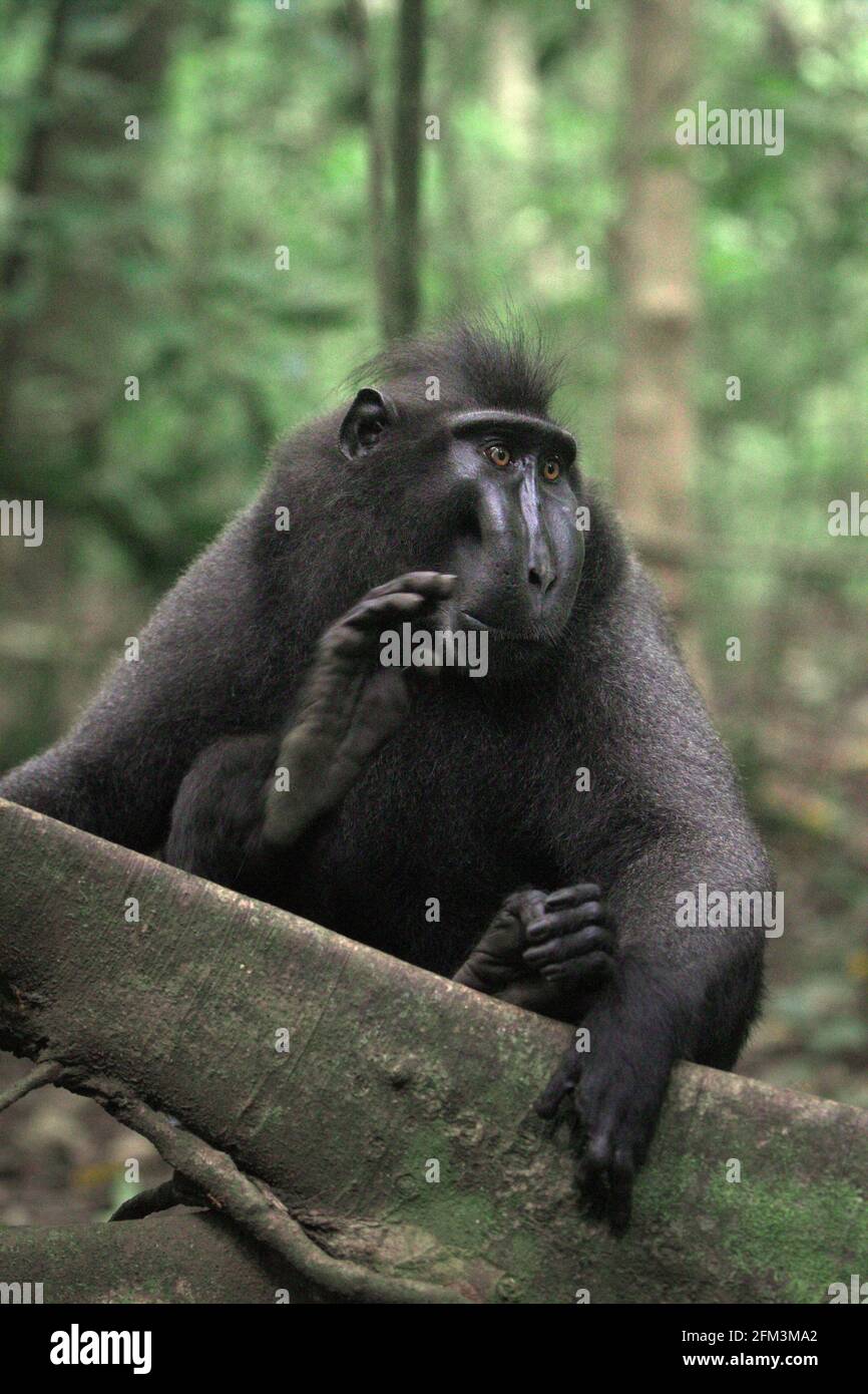 Portrait d'un macaque à cragoût noir de Sulawesi (Macaca nigra) alpha mâle qui semble toujours montrer la confiance, le calme et, étonnamment, les gestes aimables tout en étant autour des humains dans la forêt de Tangkoko, au nord de Sulawesi, en Indonésie. Il a grandi et a atteint le rang supérieur de la troupe sans certains de ses doigts de gauche qui ont perdu par accident. Selon une équipe de scientifiques dirigée par Christof Neumann dans un article scientifique publié en août 2013, un macaque à crête mâle « se montre souvent fort face à une situation menaçante ». Banque D'Images