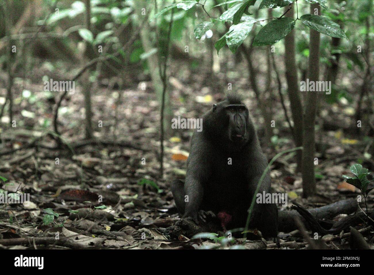 Un macaque à crête, un mâle alpha, assis sur un tronc au fond de la forêt de Tangkoko, dans le nord de Sulawesi, en Indonésie. Un arbre de ficus géant où se cache un python peut être vu en partie dans la distance (coin supérieur gauche). Selon une équipe de scientifiques dirigée par Jerome Micheletta dans un document de recherche publié en 2012 par le Royal Society Journal, les pythons sont parmi les prédateurs du macaque à crête de Celebes, avec les chiens et les humains. Banque D'Images