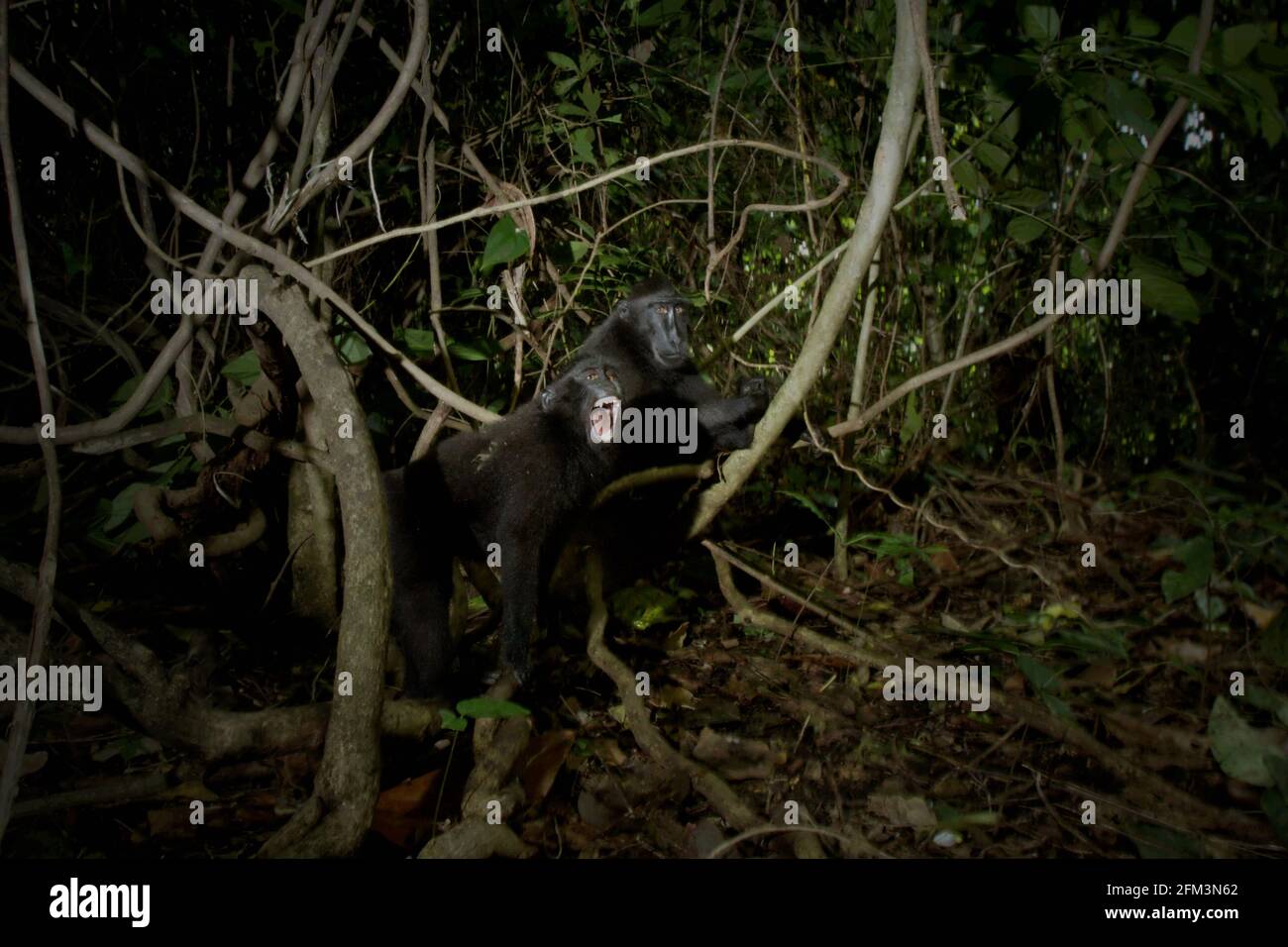 Un macaque à crête produit un appel d'alarme alors qu'il remarque la présence humaine dans la forêt de Tangkoko, au nord de Sulawesi, en Indonésie. « dans la nature, lors de la détection d'un prédateur, tous les individus (de macaque à crête) produisent normalement une série d'appels d'alarme », a écrit une équipe de scientifiques dirigée par Jérôme Micheletta dans un article de recherche publié en 2012 par le Royal Society Journal. Les chercheurs ont ajouté que les pythons, les chiens et les humains sont les prédateurs potentiels de ce singe endémique de Sulawesi du Nord. Banque D'Images