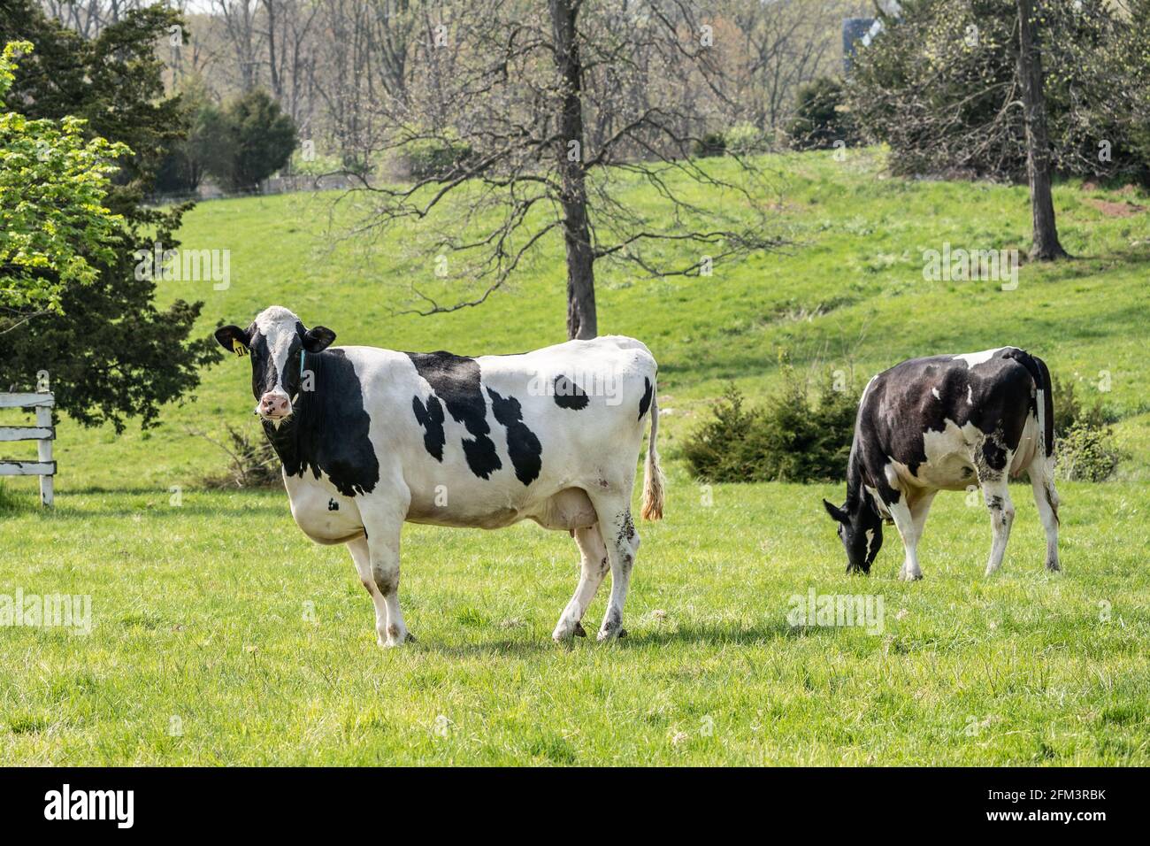 Vache laitière Holstein paître dans la prairie le matin du printemps Banque D'Images