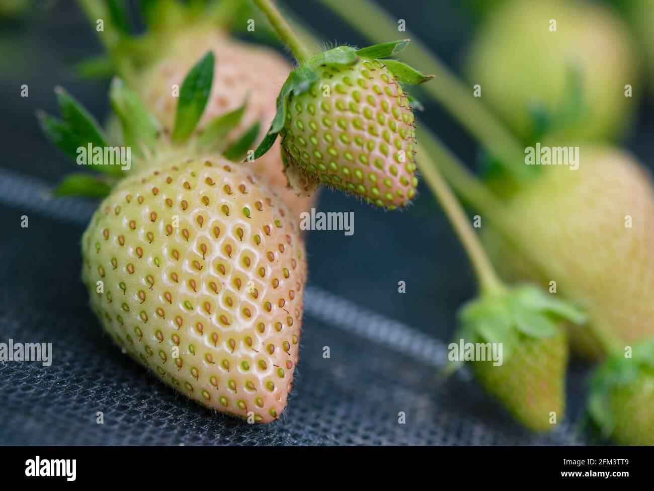 05 mai 2021, Brandebourg, Francfort (Oder) : des fraises vertes encore immûres poussent sur les plantes dans un tunnel de feuilles du producteur de fruits Wilhelm Herzberg. Les fraises arrivent depuis longtemps - trop froides pour les fruits, et presque toutes les fleurs sont encore apparues à l'air libre. Les producteurs de fruits voient de plus en plus d'opportunités de culture dans les tunnels de feuilles. Dans les fraisiers, sous les tunnels de feuilles du producteur de fruits Wilhelm Herzberg près de Francfort (Oder), pendent déjà des fruits rouges, mais la plupart sont encore verts. « pour le moment, seules les dégustations sont possibles », a déclaré Herzberg. Dans environ deux semaines, la récolte sera complète Banque D'Images