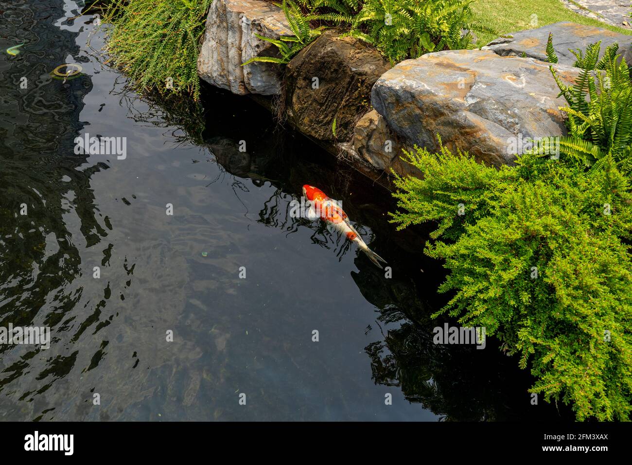 Le poisson japonais Sanke Koi nageant dans l'étang Banque D'Images