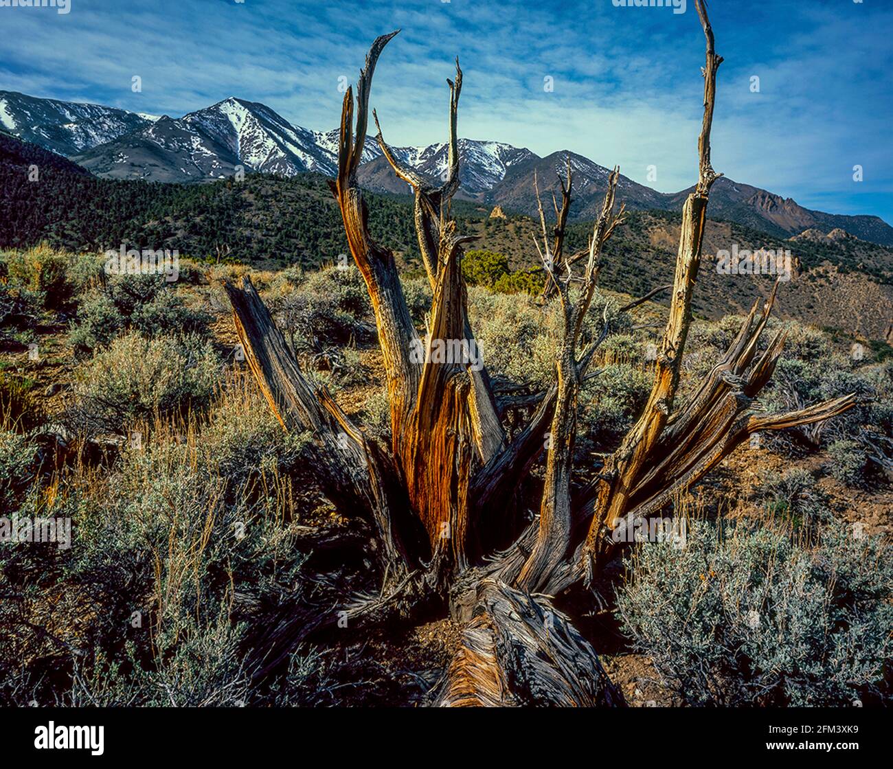 Naque de genévrier, région sauvage d'Alta Toquima, forêt nationale de Toiyabe, Nevada Banque D'Images