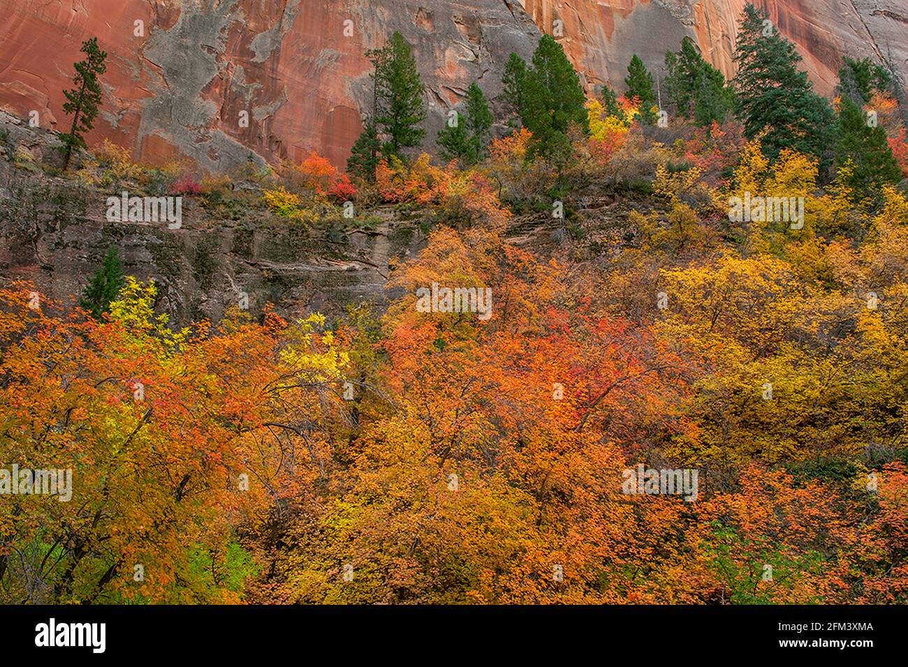 Érable Bigtooth, Canyon De Zion, Parc National De Zion, Utah Banque D'Images