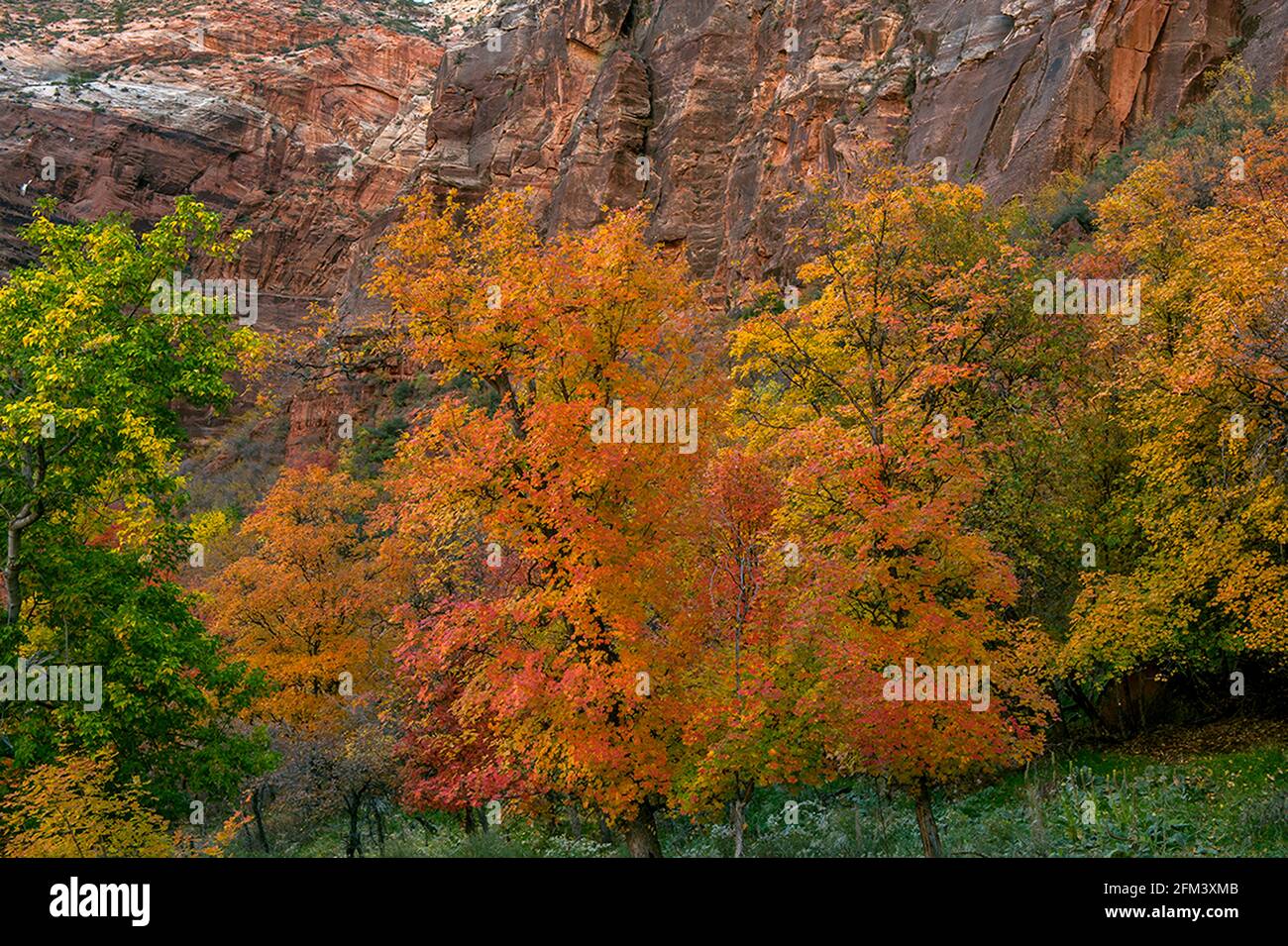 Érable Bigtooth, Canyon De Zion, Parc National De Zion, Utah Banque D'Images