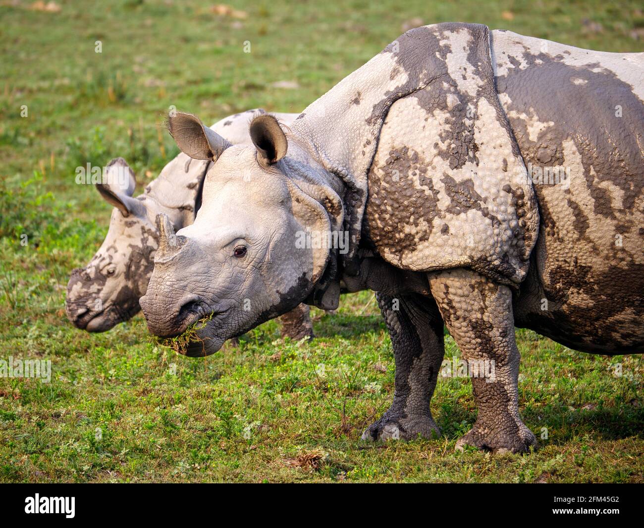 Les rhinocéros indiens - les rhinocéros unicornis, les rhinocéros indiens, les rhinocéros à cornes plus grands ou les grands rhinocéros indiens au parc national de Kaziranga Banque D'Images