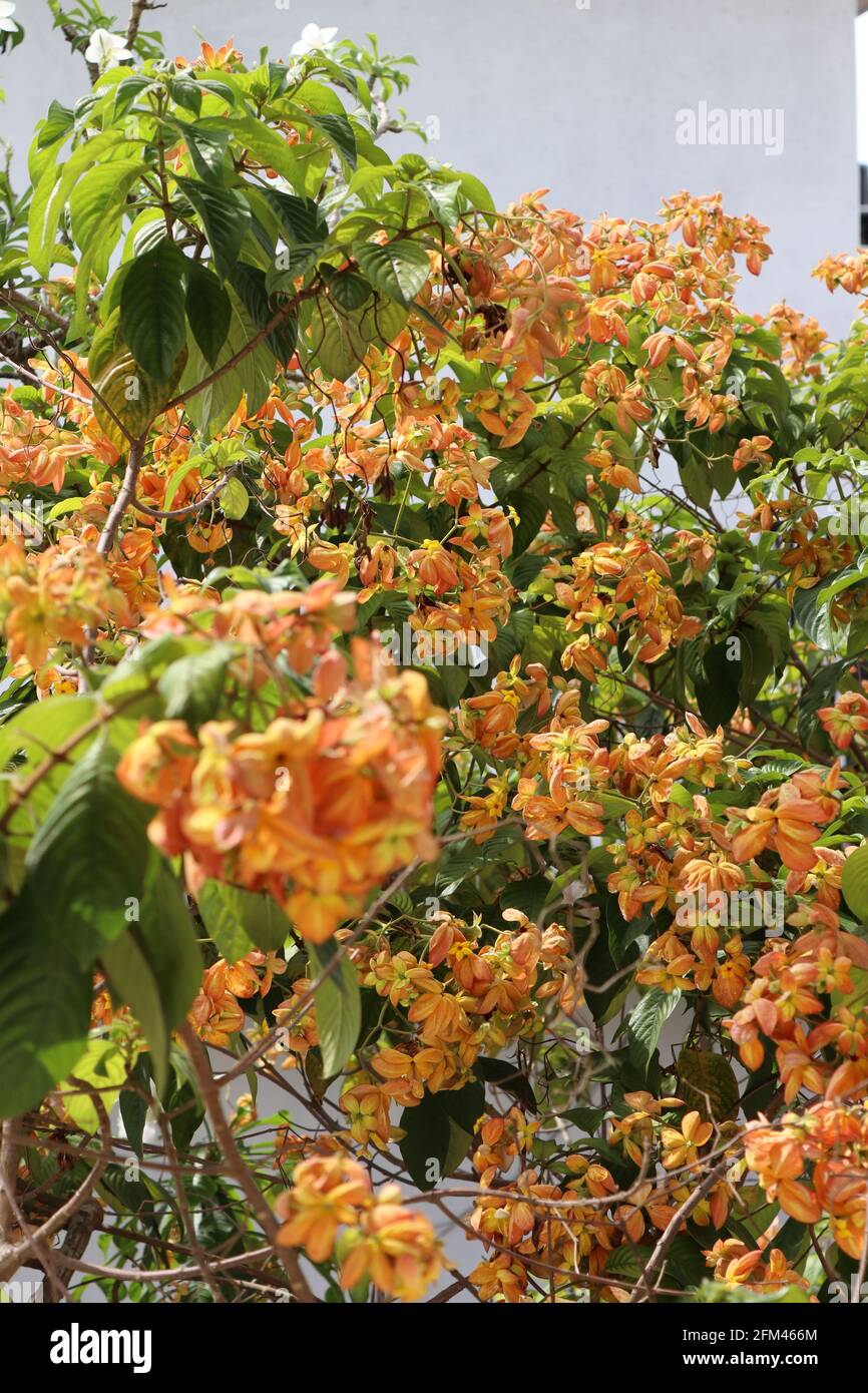 Plein de fleurs de Musanda avec fond blanc du Sri Lanka en été. Banque D'Images