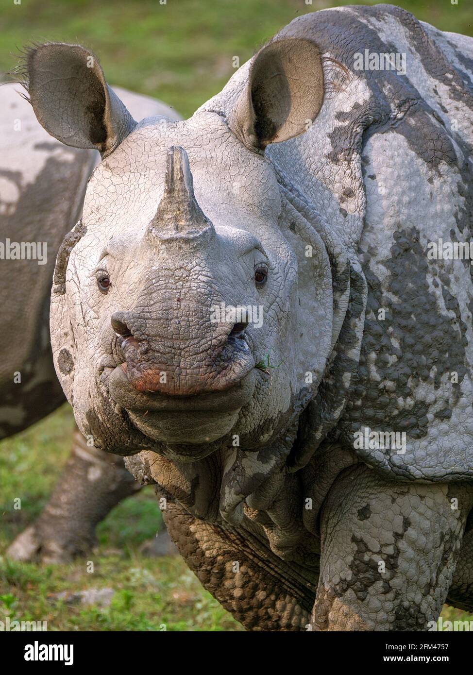 Les rhinocéros indiens - les rhinocéros unicornis, les rhinocéros indiens, les rhinocéros à cornes plus grands ou les grands rhinocéros indiens au parc national de Kaziranga Banque D'Images
