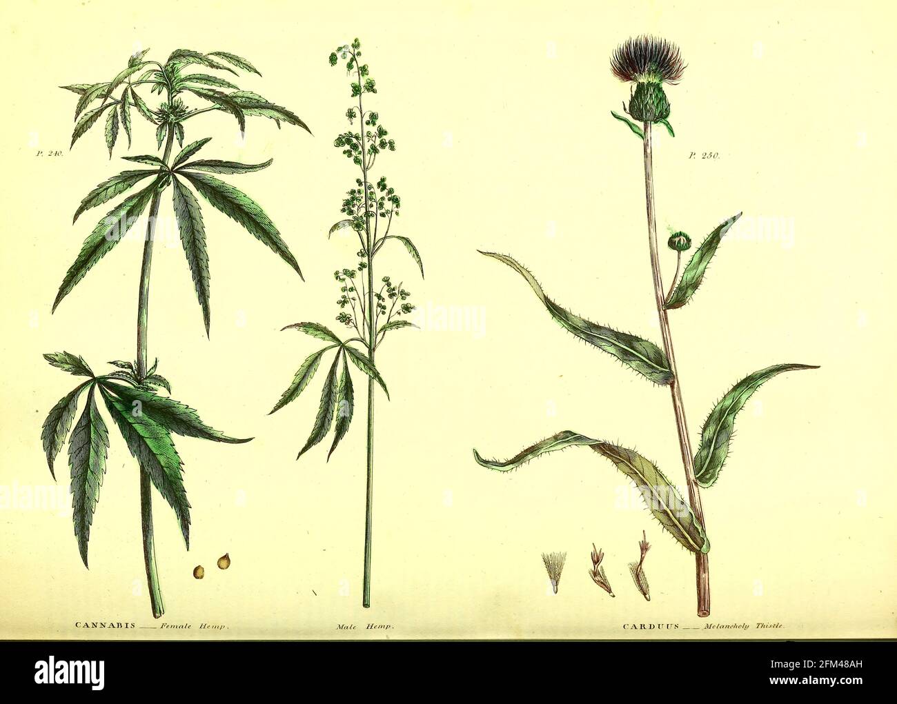 Cannabis chanvre féminin (à gauche) chanvre masculin (Centre) et Carduus [Melancholy Thistle] vol 1 du livre la plante universelle : ou dictionnaire botanique, médical et agricole : contenant un compte rendu de toutes les plantes connues dans le monde, arrangé selon le système de Linnean. Préciser les utilisations auxquelles elles sont ou peuvent être appliquées par Thomas Green, publié en 1816 par Nuttall, Fisher & Co. À Liverpool et imprimé à la Caxton Press par H. Fisher Banque D'Images