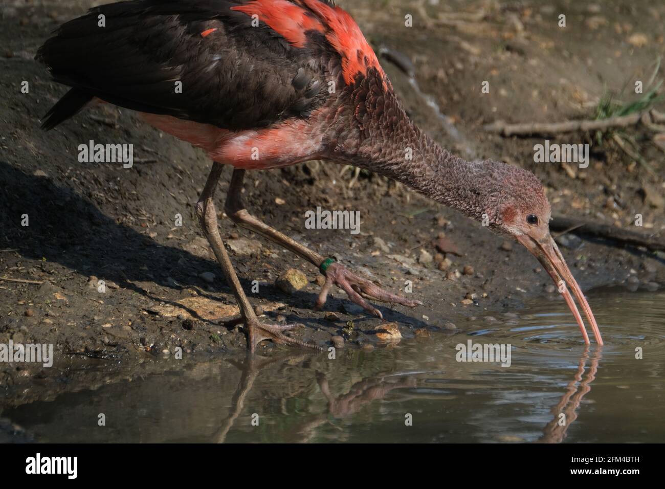 Le scarlet ibis est une espèce d'ibis de la famille des oiseaux Threskiornithidae. Il habite l'Amérique du Sud tropicale et une partie des Caraïbes. Jeune oiseau. Banque D'Images