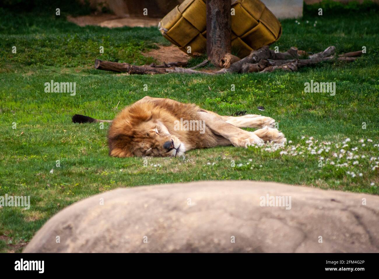 Lion Banque D'Images