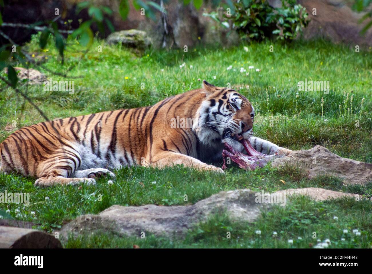 Tigre Banque D'Images