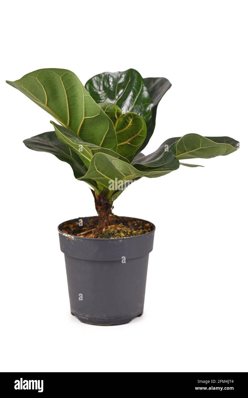 Plante-maison de figue à feuilles de violon appelée 'Ficus lyrata' dans un pot de fleurs isolé sur fond blanc Banque D'Images