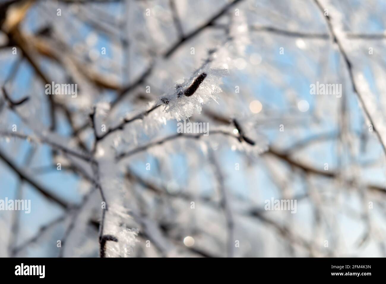 Les branches de l'arbre sont recouvertes de gel un hiver ensoleillé par temps froid Banque D'Images
