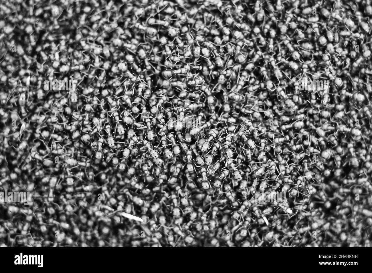 Texture brillante noire et blanche d'une colonie de fourmis-Formica rufa rouges. Mise au point sélective. Un concept abstrait de travail d'équipe, d'organisation et de cohérence. B Banque D'Images