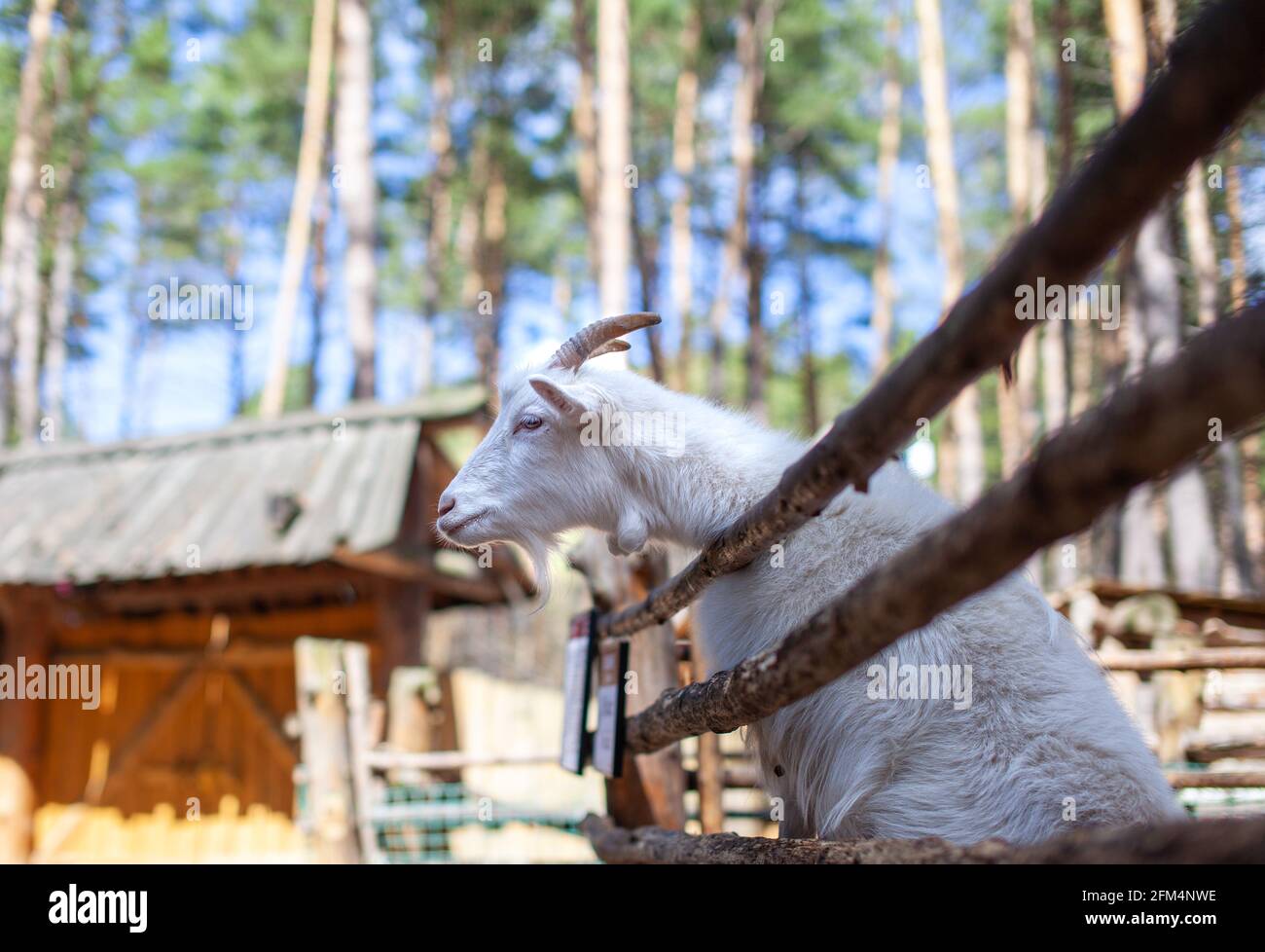 Une chèvre à cornes regarde à travers une clôture en bois. L'animal demande de la nourriture aux visiteurs. Coin rural. Banque D'Images