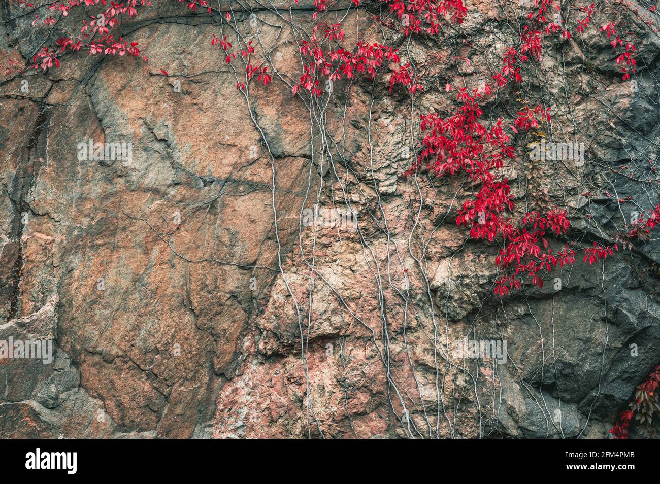 Plantes grimpantes colorées qui poussent sur la falaise Banque D'Images