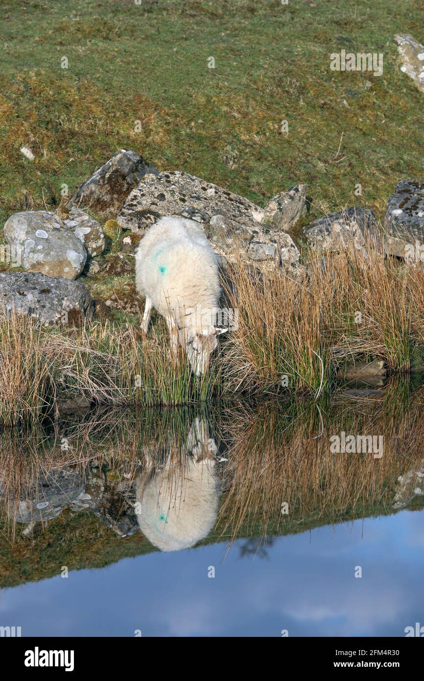 Brebis regardant sa réflexion comme il est sur le point de boire d'a Stream, Angleterre, Royaume-Uni Banque D'Images