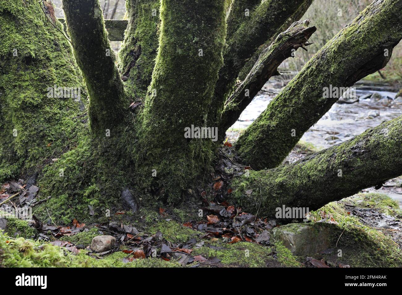 Trunks à motif arbre couvert de mousse, Teesdale, North Pennines, County Durham, Royaume-Uni, Banque D'Images