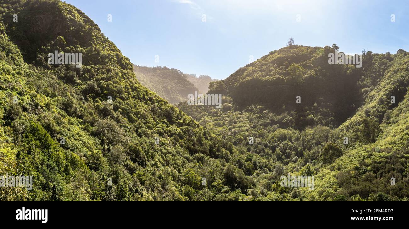 Réserve naturelle de 'Los Tilos de Moya' vue, sur l'île de Gran Canaria, Espagne. Une forêt de Laurier sur l'île. Concept de la nature Banque D'Images