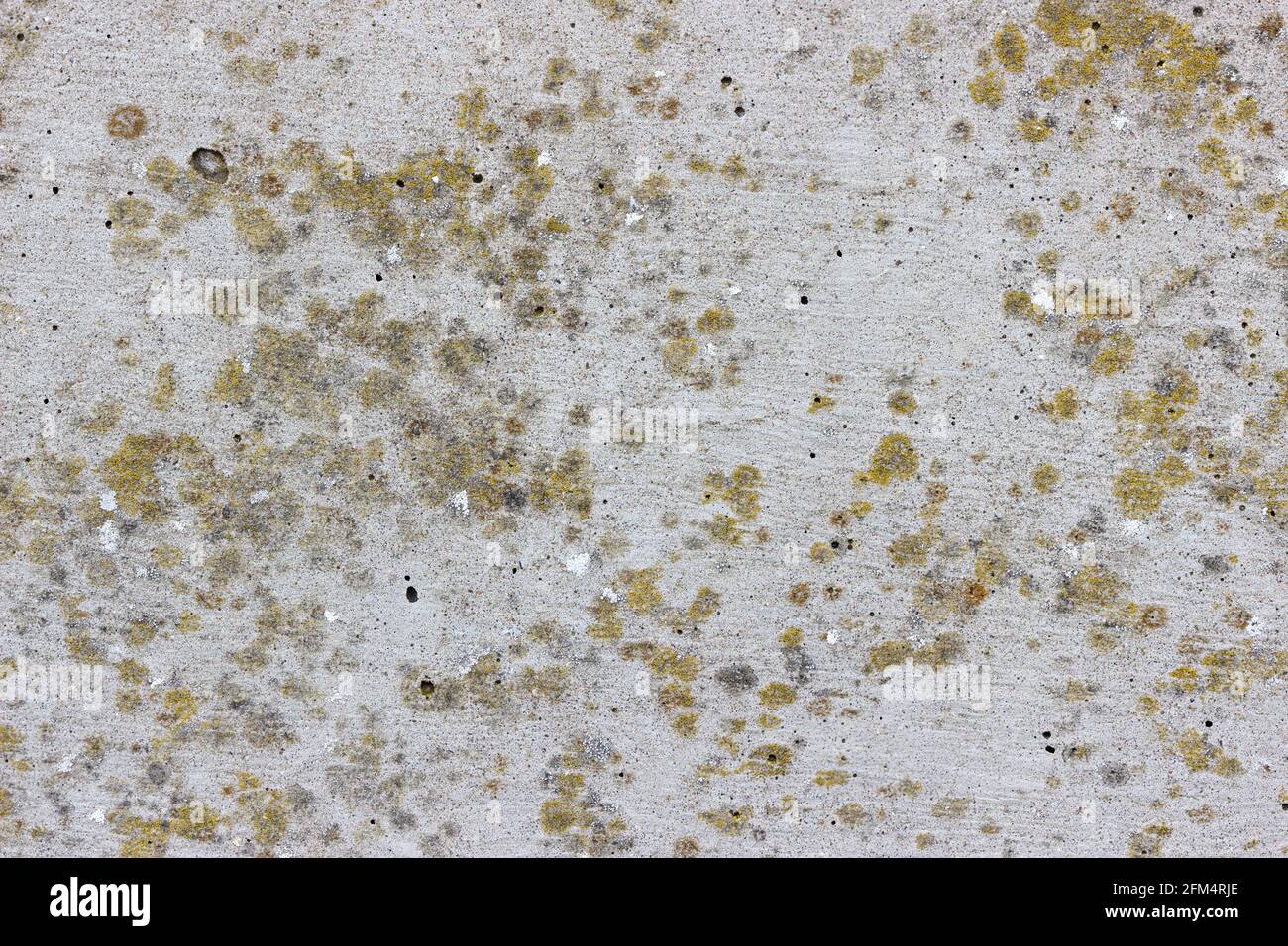 Une surface en béton plate rugueuse à texture très élevée avec des taches jaunes de lichen Banque D'Images