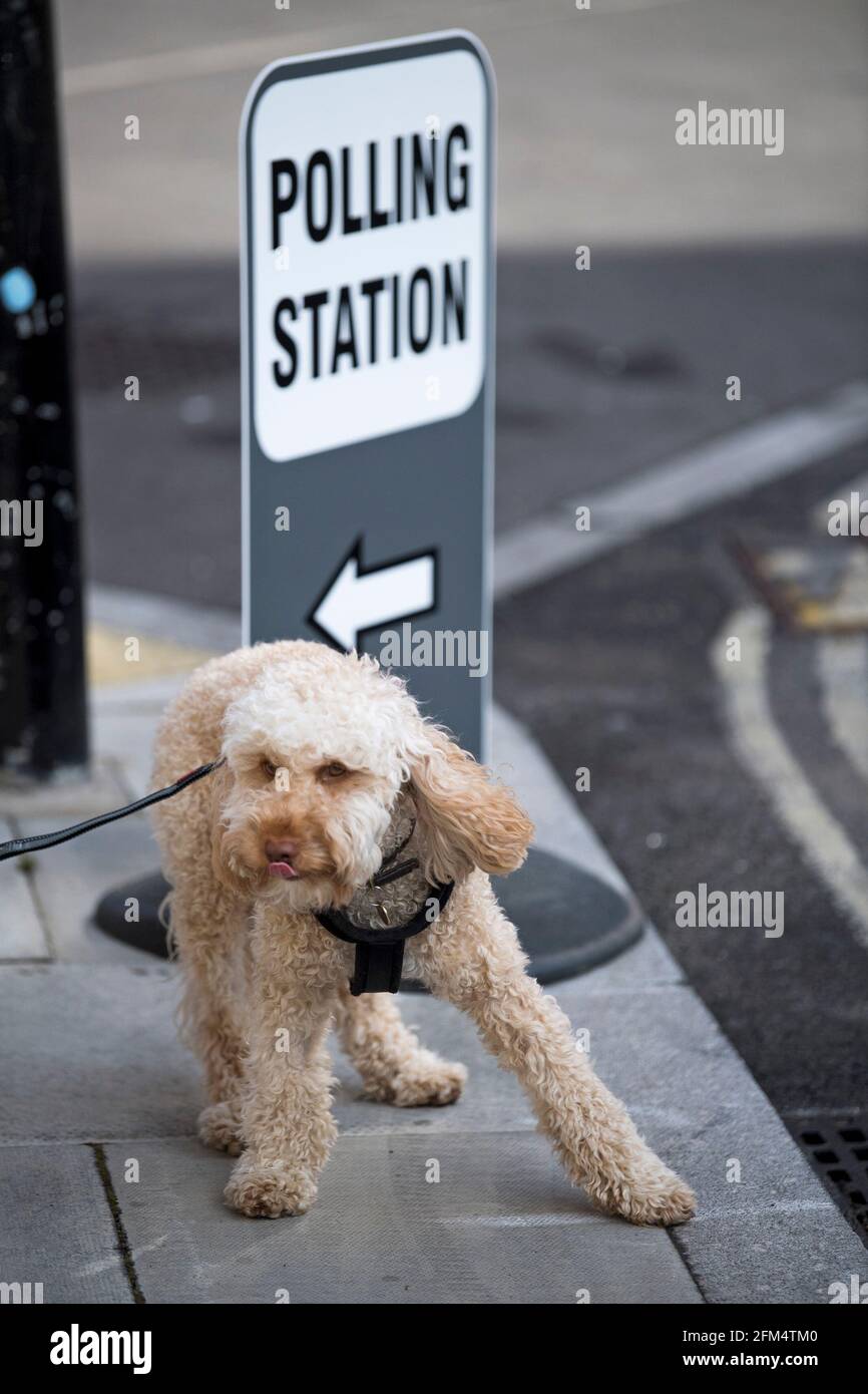 Londres, Royaume-Uni. 06e mai 2021. Un chien se tient à côté d'un panneau du bureau de vote à Kentish Town, dans le nord de Londres, le jour des élections en Angleterre, en Écosse et au pays de Galles. « Super jeudi » se tiendra lors des élections au conseil et à la mairie en Angleterre, ainsi que lors des Assemblées nationales de Holyrood en Écosse et de Senedd au pays de Galles. Crédit photo: Ben Cawthra/Sipa USA **NO UK SALES** crédit: SIPA USA/Alay Live News Banque D'Images